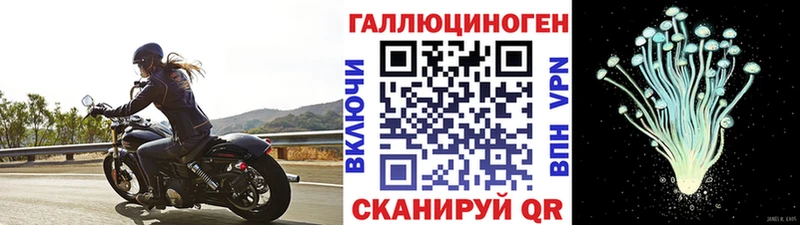 Галлюциногенные грибы Psilocybine cubensis Избербаш